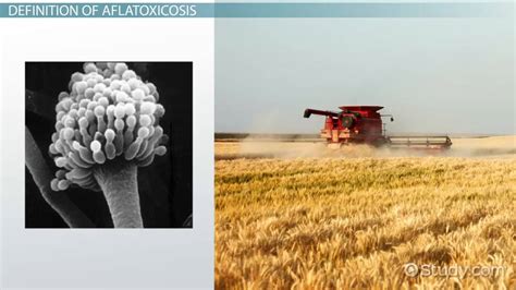 Aflatoxin Poisoning: Symptoms, Treatment & Effects - Video & Lesson ...