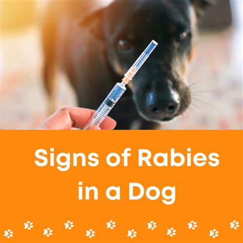 Signs of Rabies in a Dog