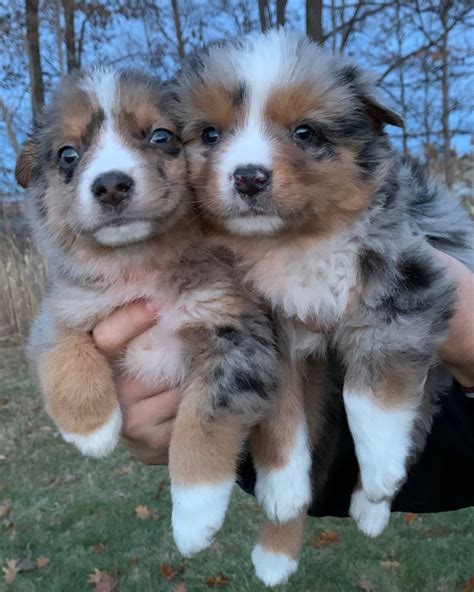 Australian Shepherd Puppies For Sale | Chesterfield, MI #317441