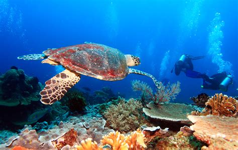 Cozumel Scuba Diving Packages - Blue XT~Sea Diving