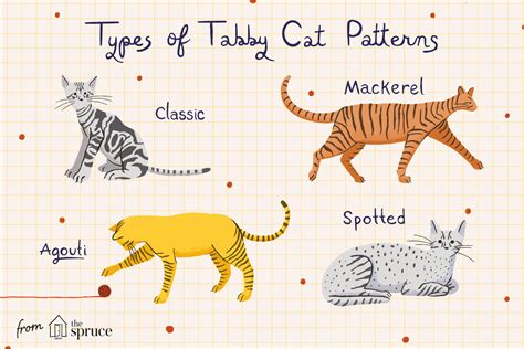 All About Tabby Cats and Their Color Patterns