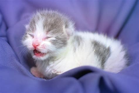 Newborn Kitten Meows Photograph by Calina Bell | Pixels