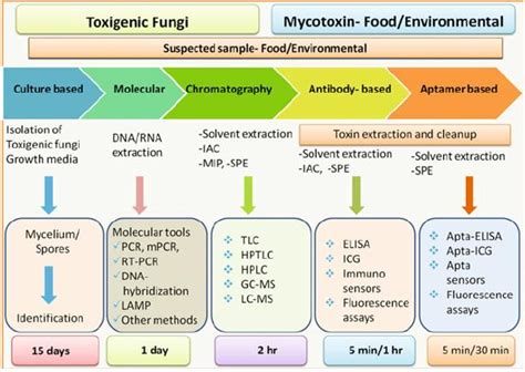 Mycotoxin - Creative Diagnostics