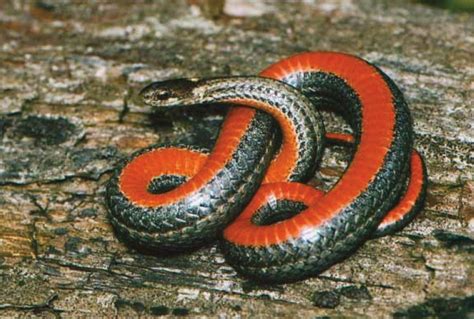 Red-bellied Snake – Wildlife Illinois