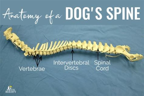 Your Dog's Spine: Why It's Key To Good Health - Dr. Buzby's ToeGrips ...