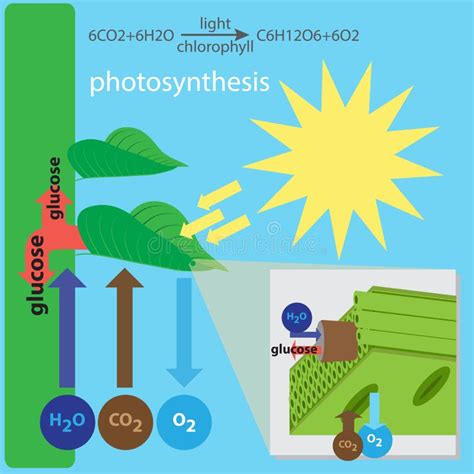 Process Of Photosynthesis In Algae Stock Vector - Illustration of alga ...