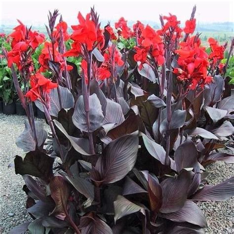 30 Best Types of Canna Lily Varieties | Balcony Garden Web