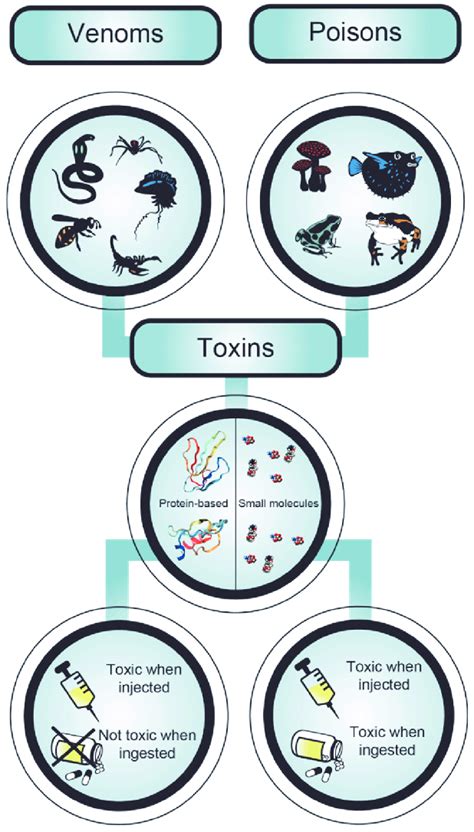 Venomous as well as poisonous animals produce and/or accumulate toxins ...