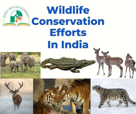 Wildlife Conservation Efforts In India