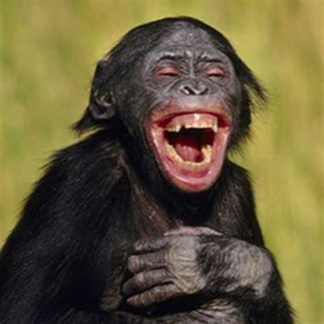 Laughing Chimp - YouTube