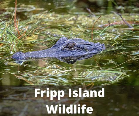 What kinds of wildlife... - Fripp Island Golf & Beach Resort | Facebook