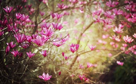 🔥 [40+] Pink Spring Flower Wallpapers | WallpaperSafari