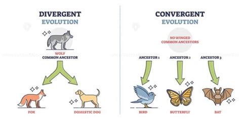 Divergent vs convergent evolution with ancestors development outline ...