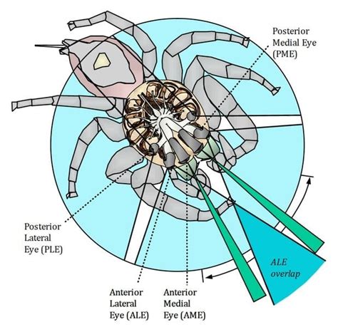 Spider Eyes: How Many Eyes Does A Spider Have?