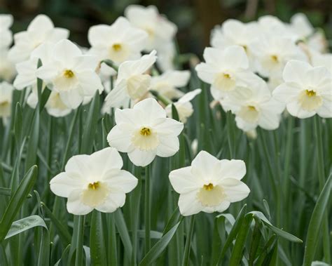 Narcissus 'Stainless' bulbs — Buy online at Farmer Gracy UK