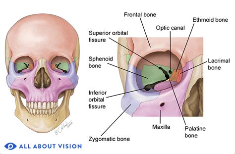 Orbital Bones and Orbital Fractures: An Overview