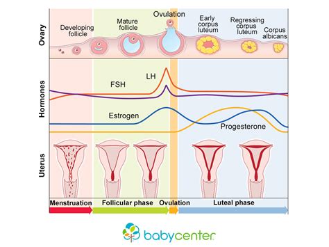 How your menstrual cycle works | BabyCenter