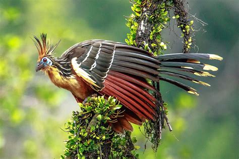 Hoatzin – Wikipedia