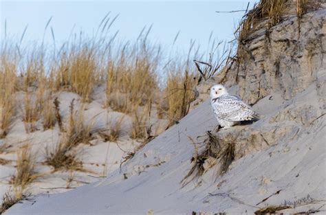 Snowy Owl | PhotoChasers