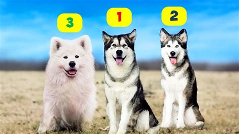 HUSKY TYPES - 10 TYPES OF HUSKIES - YouTube