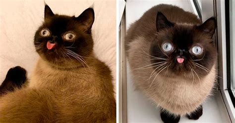 Meet Ikiru, The King Of Bleps Who Is Taking The Internet By Storm (30 ...