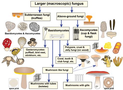 Mycorrhizal Associations: Ectomycorrhizal Fungi | Fungi, Stuffed ...