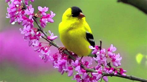 Spring Birds and Flowers Wallpaper - WallpaperSafari