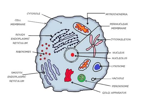 CELL STRUCTURE AND FUNCTIONS | Physiology & Biochemistry