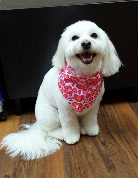 Poodle mix groomed by Jacki Kruse: Professional Pet Groomer | Poodle ...