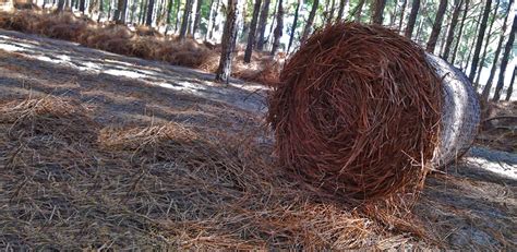 Pine Straw - Delivering Quality Pine Needle for Garden Mulch