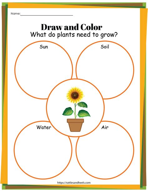 Plant Life Cycle Worksheets Free Printables for Kids - Adanna Dill ...