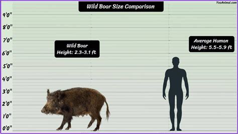 Wild Boar Size Explained: How Big Are They Comparison?