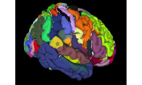 A centerpiece of the 3-D human brain atlas published