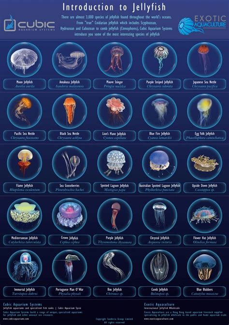 Introduction to Jellyfish (sorry, highest quality I could find of it ...