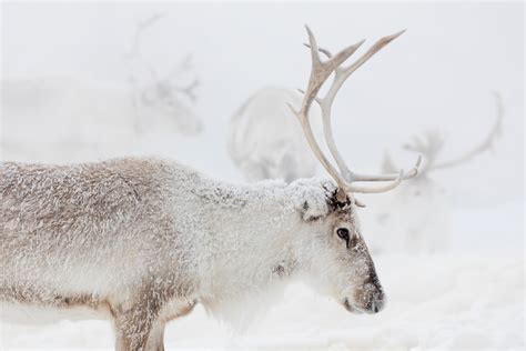 Reindeer Facts & Fun - Year of the Reindeer | Visit Finnish Lapland