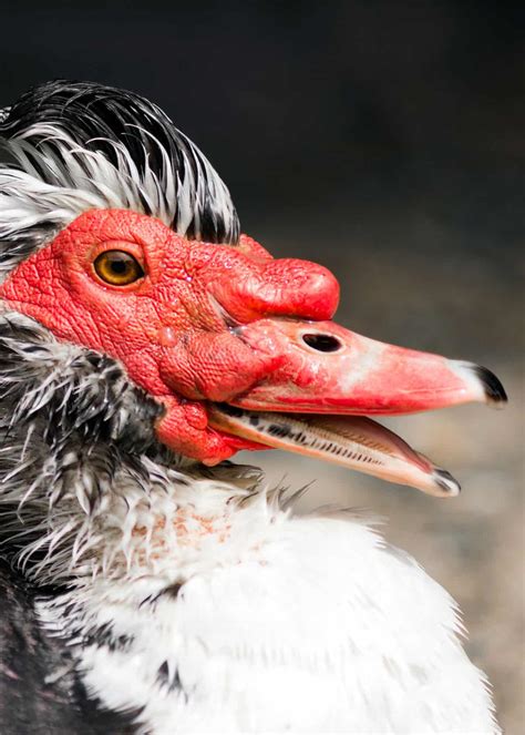 33 Muscovy Duck Facts: Red-Faced Musky Duck-Goose | JustBirding