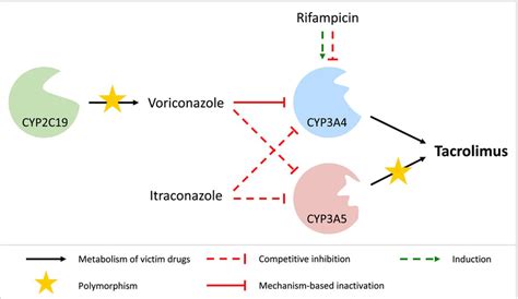 Schematic overview of the modeled drug–drug(−gene) interaction network ...