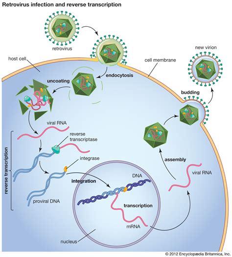 Reverse transcriptase | Enzyme Function & Applications | Britannica