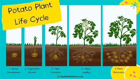 Life Cycle Of Sweet Potato Weevil