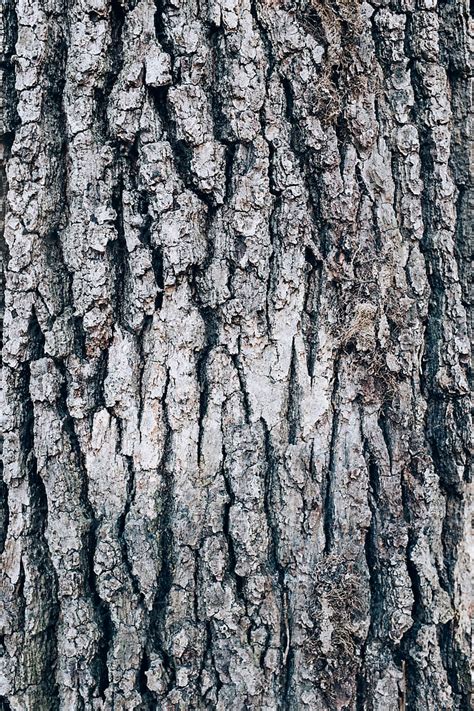 "Close Up Of Maple Tree Bark" by Stocksy Contributor "Rialto Images ...