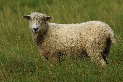 Cotswold Sheep | A Cotswold sheep seen in a field at the sum… | Flickr