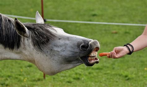 Can Horses Eat Carrot Tops? Are They Worth it? [Benefits + More]