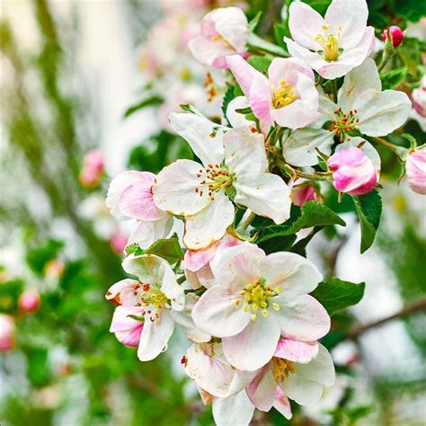 Dwarf Gala Apple Trees for Sale | BrighterBlooms.com Apple Tree Flowers ...