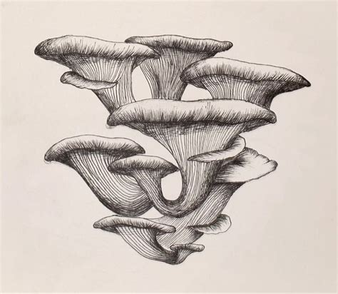 #fungi #art #drawing #mushrooms Fungi, Sketches, Abstract Artwork ...