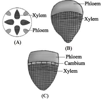 Type of vascular bundles in fern roots