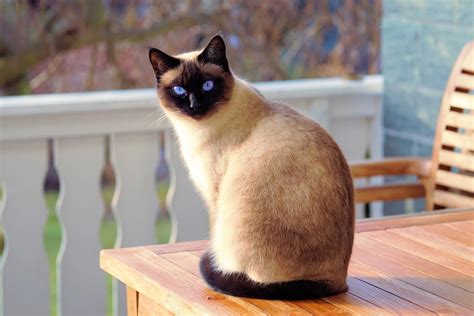 Top 10 Most Beautiful Cat Breeds In The World