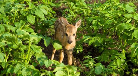 Does Garlic Repel Deer? How to Use Garlic as a Natural Deer Repellent