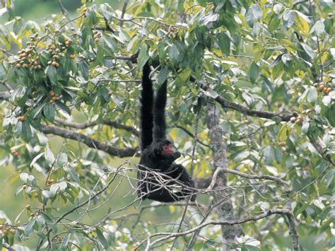 Tropical Rainforest Spider Monkeys