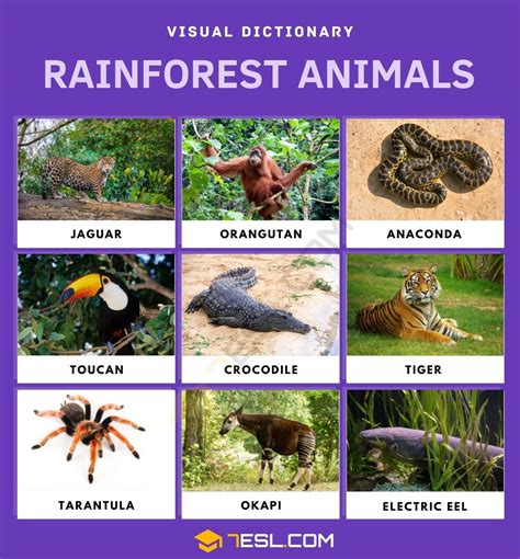 Names Of Rainforest Animals