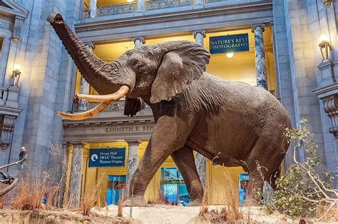 The Smithsonian Natural History Museum: Beyond The Public View - WorldAtlas